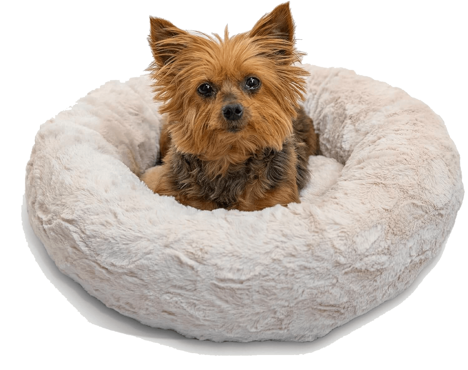 donuts cats and dogs bed